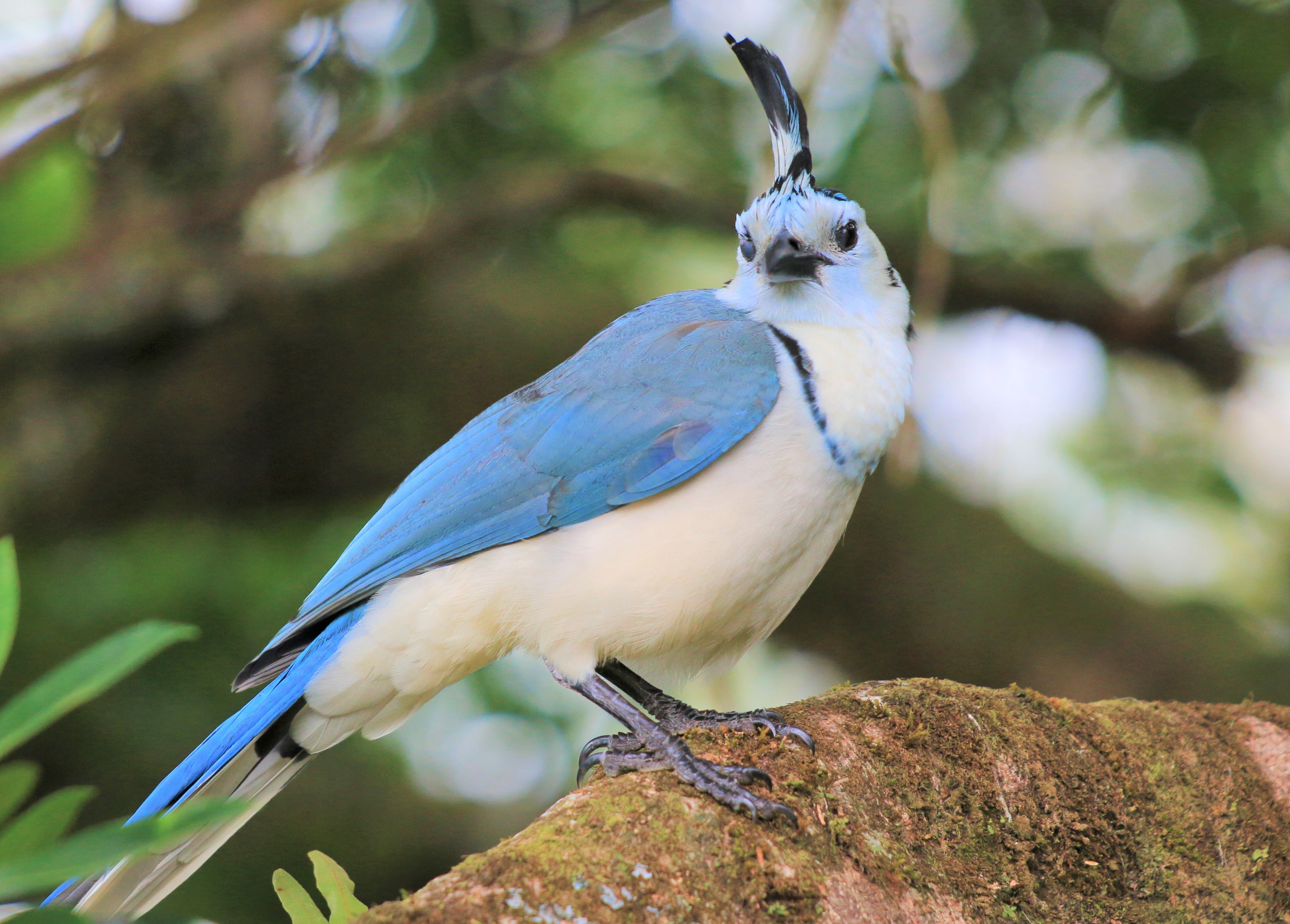 Costa Rica